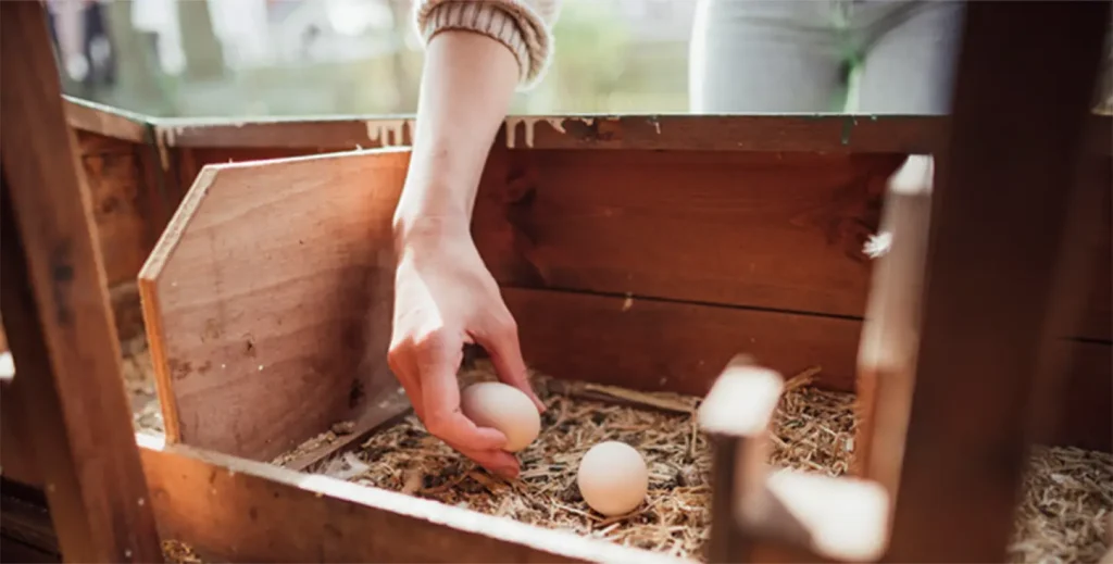 A hand collecting fresh eggs from a wooden nesting box, symbolizing simple ranch activities and healing animal connections.