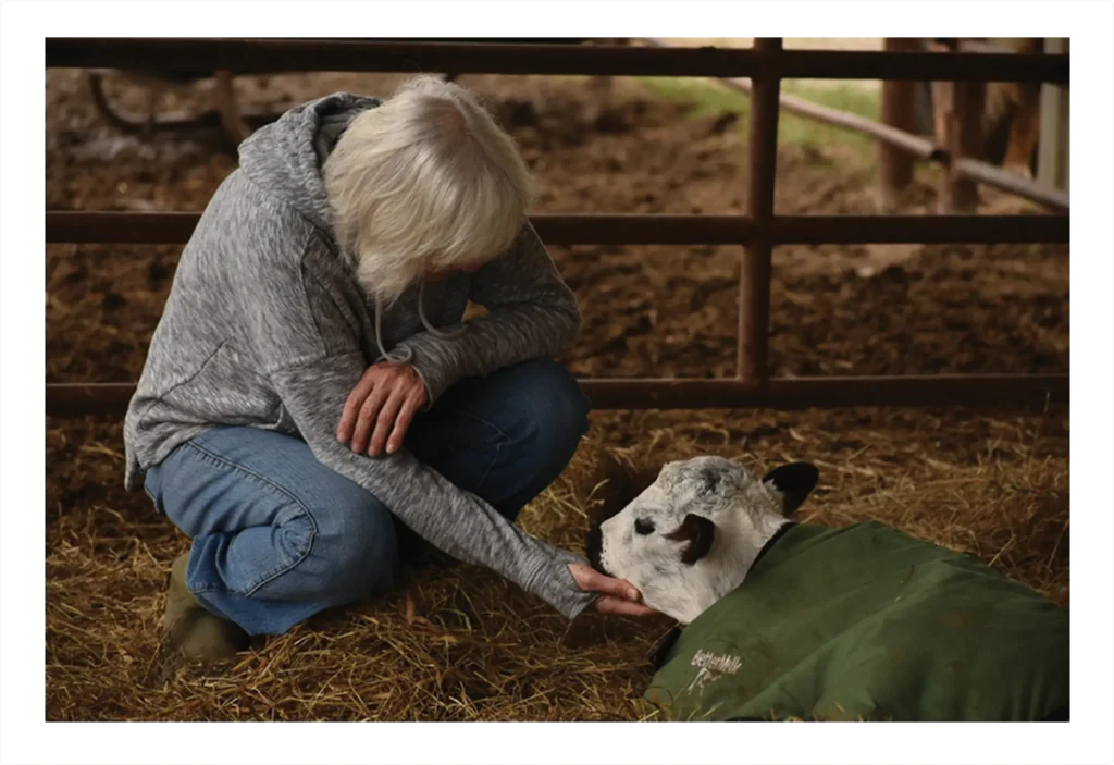 Jenna Schallert gently kneeling beside a resting calf inside a barn, sharing a quiet moment of connection at a peaceful cancer healing ranch.